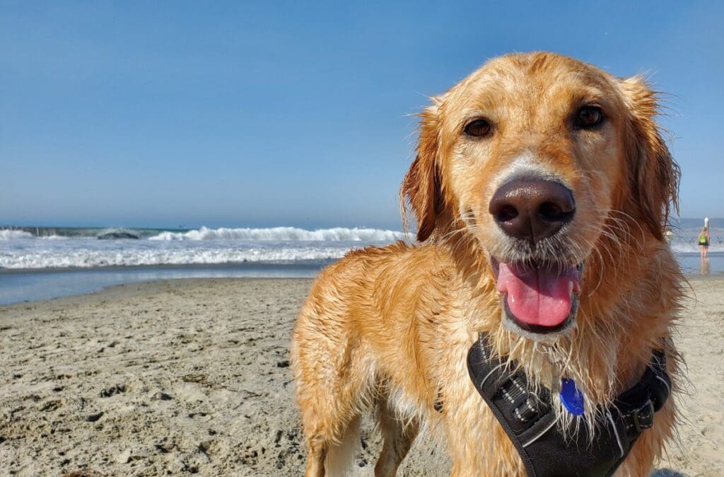 Hond op strand