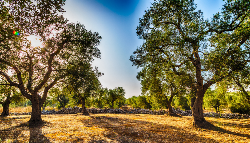 Tips Puglia