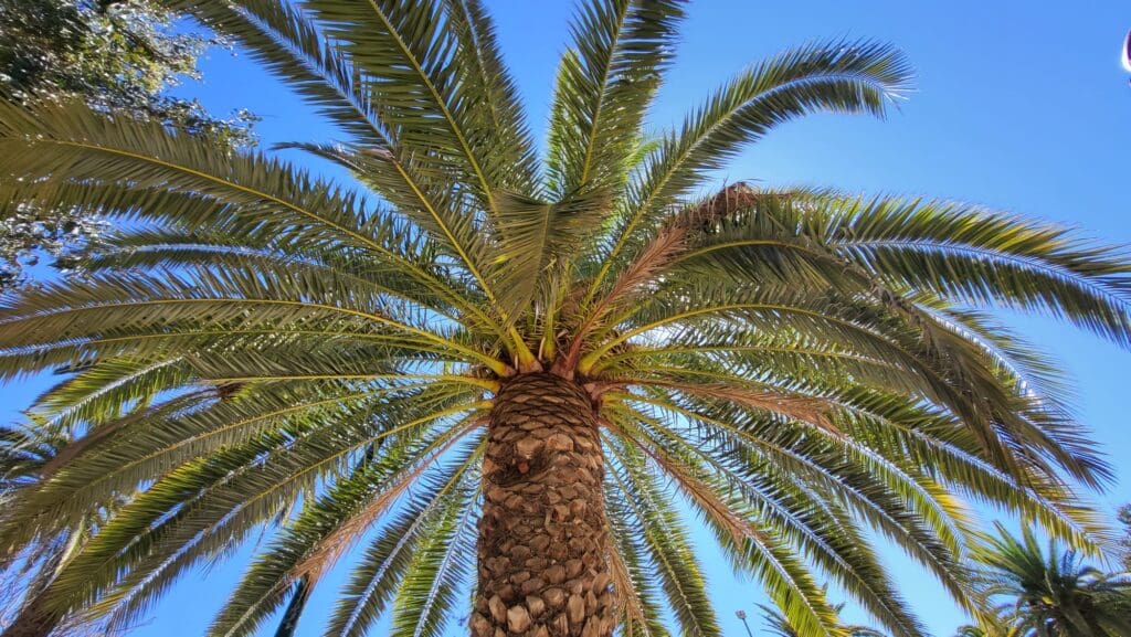 Palmboom in het park bij de haven van Málaga