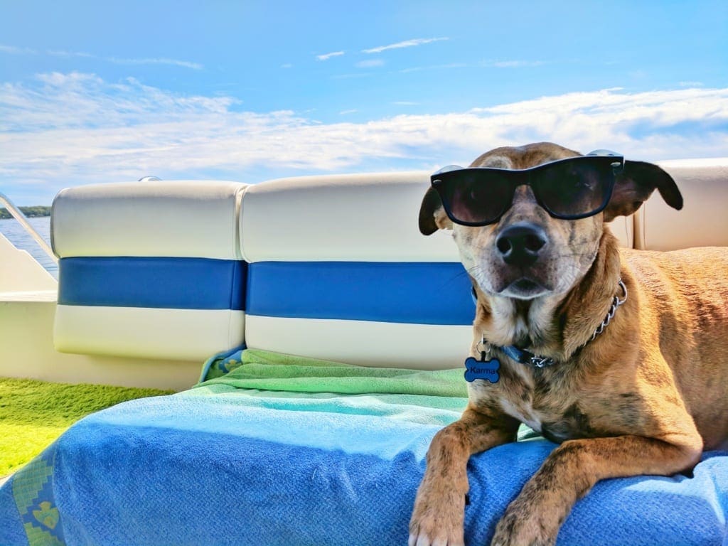 Gemoedsrust Platteland Ontslag nemen Op vakantie met je hond - | Breakzy