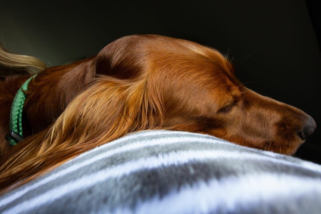 op vakantie met je hond overnachten