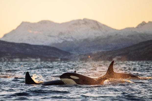 Winteractiviteiten in Tromsø