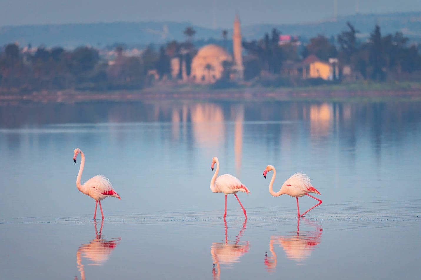 Flamingo's bij het Zoutmeer van Larnaca