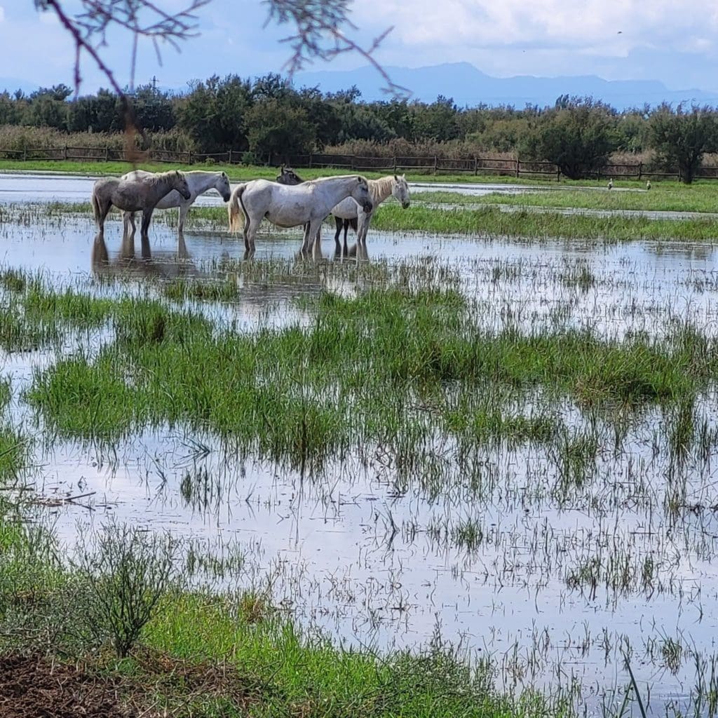 Wilde paarden in het achterland van de Costa Brava