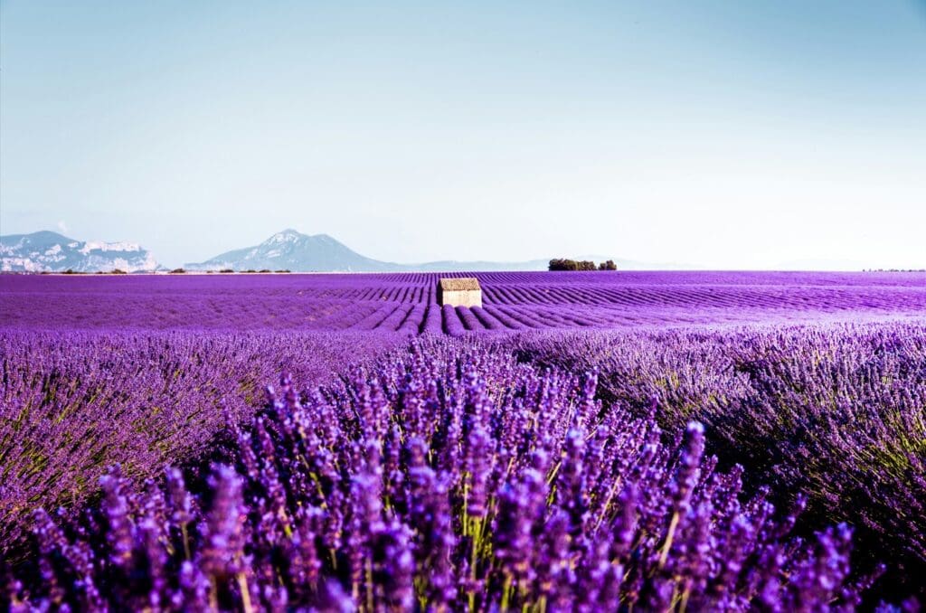 Plateau Valensole Gorges du Verdon