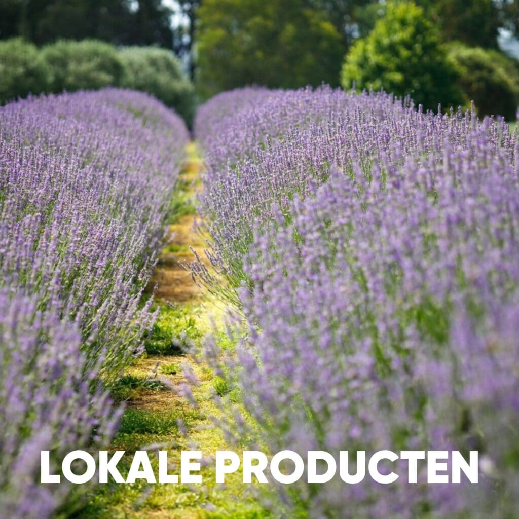 Lavendel