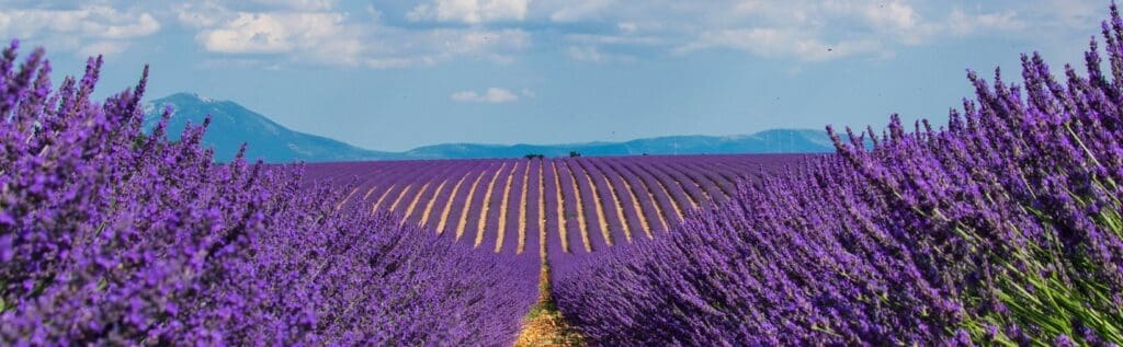 Lavendel in de Gorges du Verdon