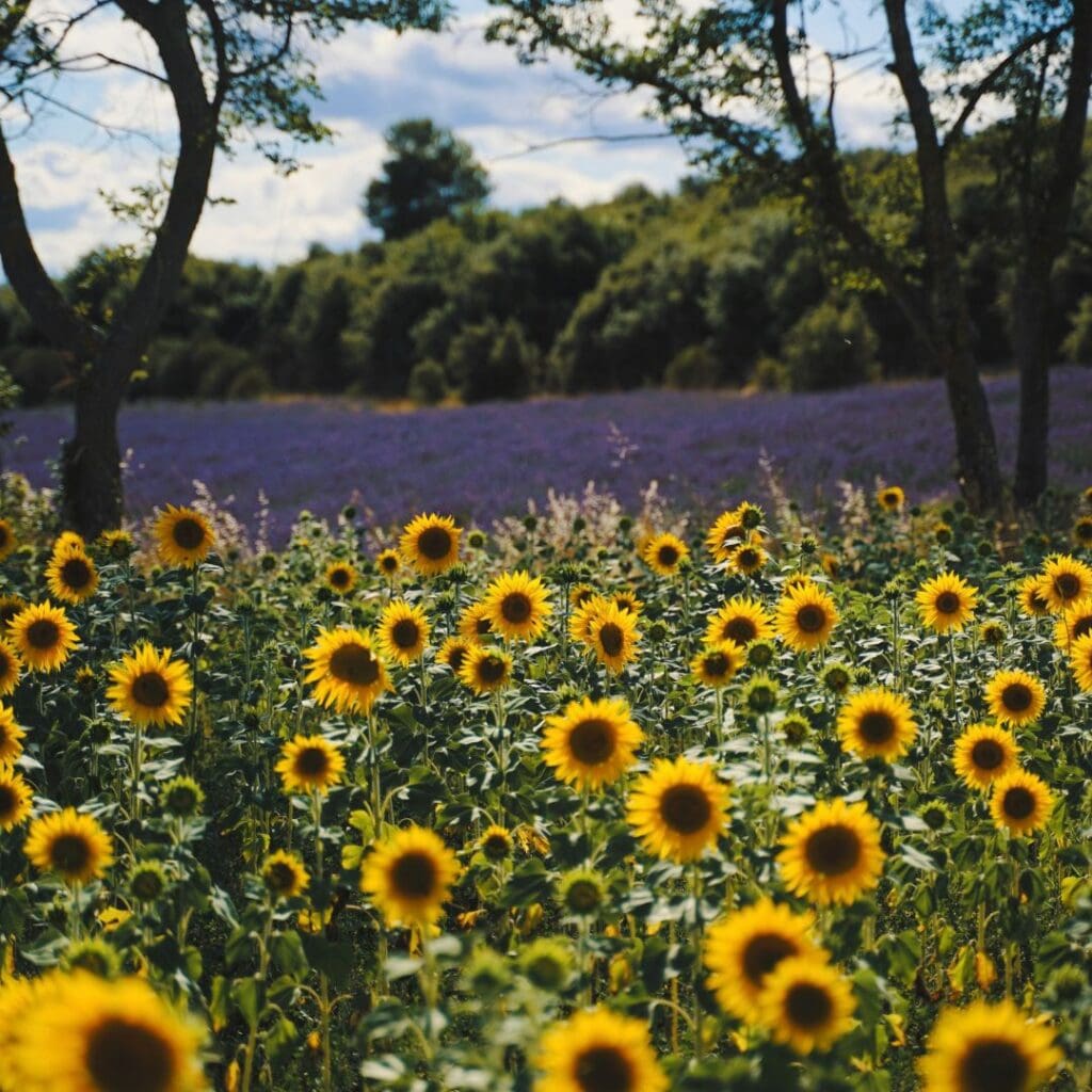 zonnebloemen en lavendel in de Gorges du Verdon