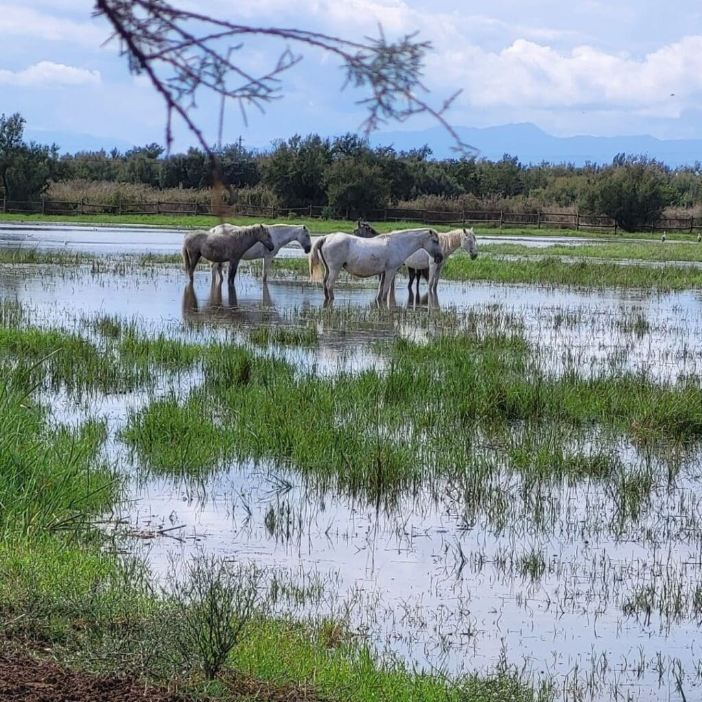 Wilde paarden in het achterland van de Costa Brava