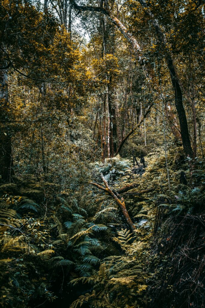 Knysna Forest