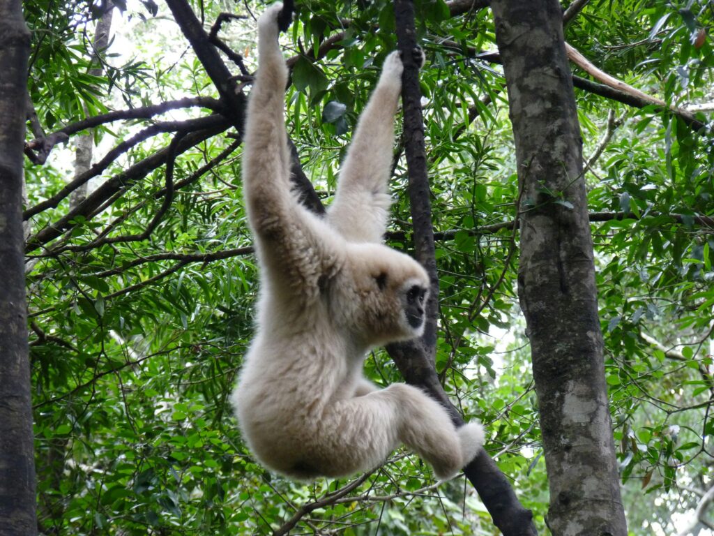 Aap in Knysna Forest