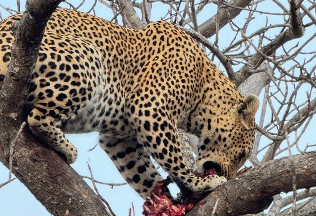 Luipaard in het Krugerpark