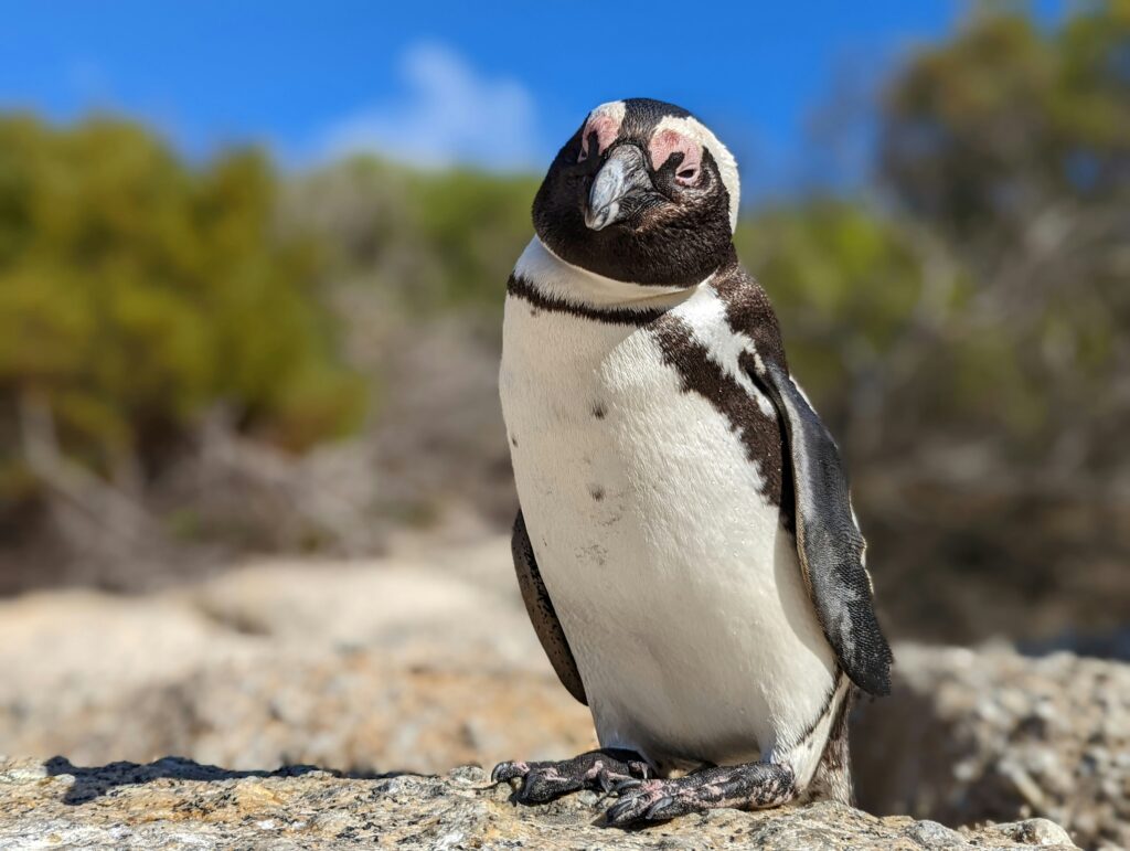 Pinguïn op Boulders Beach, Simon's Town, onder Kaapstad