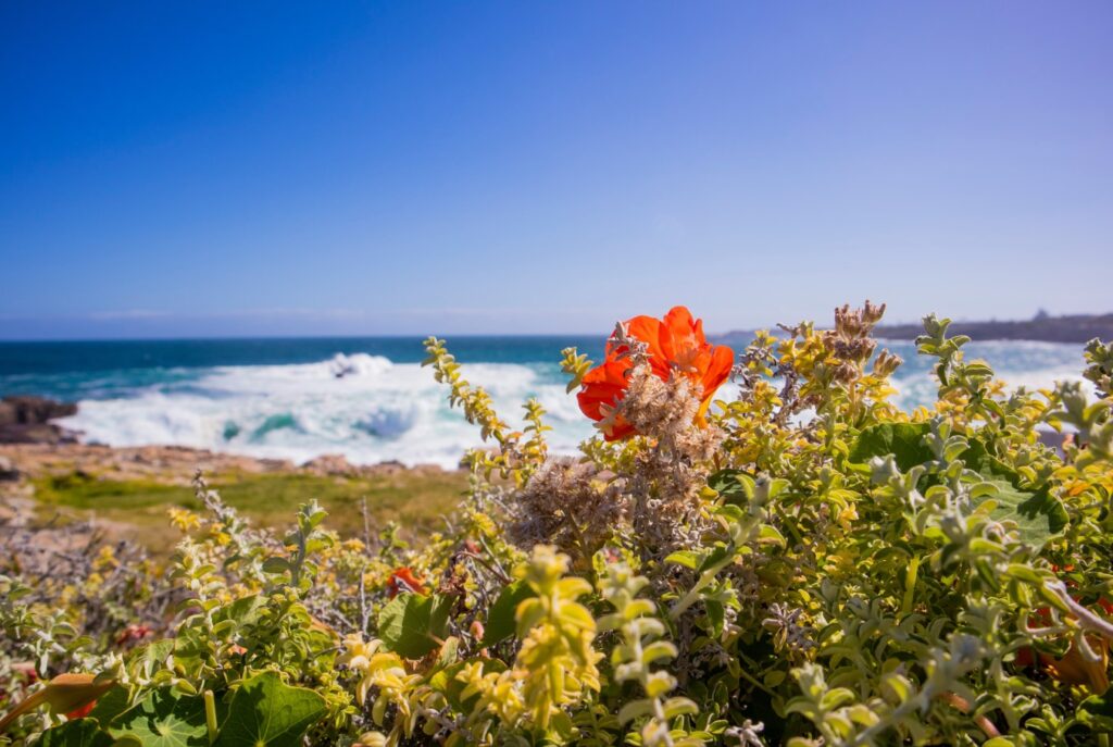 Bloemen aan de kust in Hermanus, Zuid-Afrika