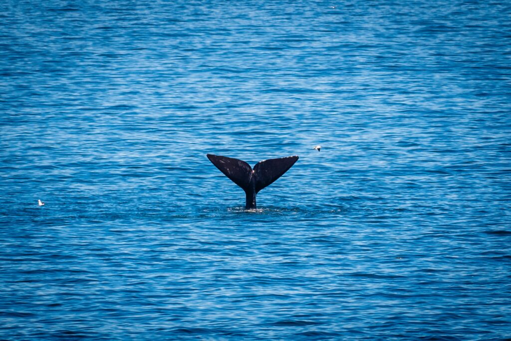 Walvis in de zee bij Hermanus