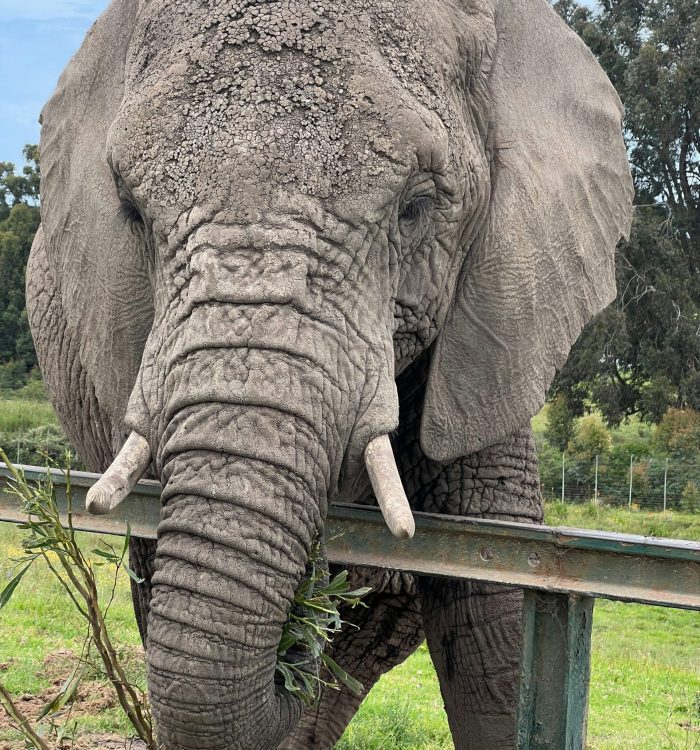 Olifant in het Knysna Elephant Park, waar olifanten opgevangen worden die elders slecht behandeld werden.