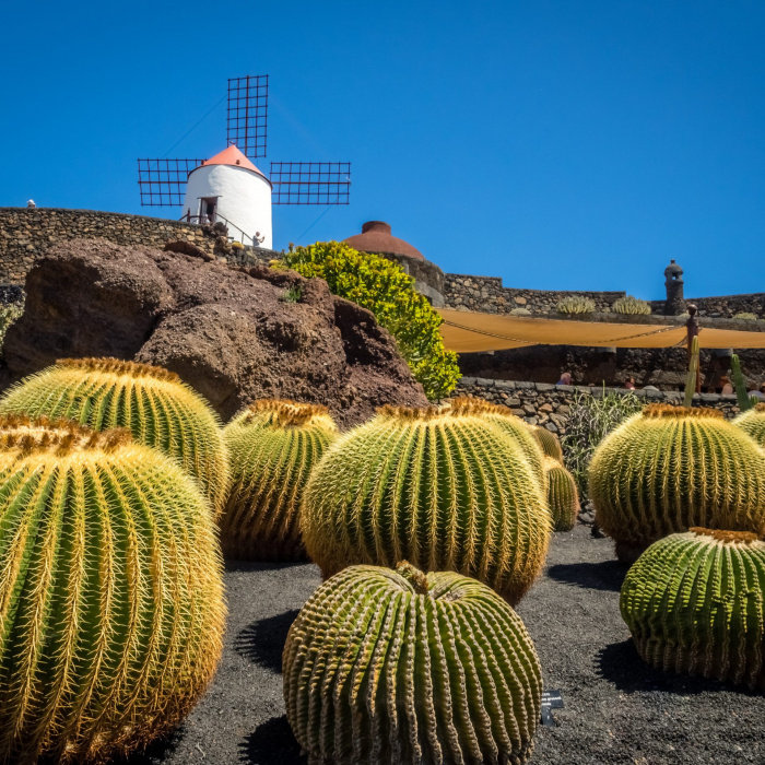 Old windmill turned museum and large round cactuses in the Cactus Garden designed by Cesar Manrique, Lanzarote, Canary Islands, Spain