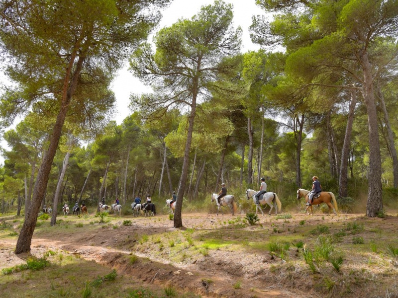 Mallorca Horses