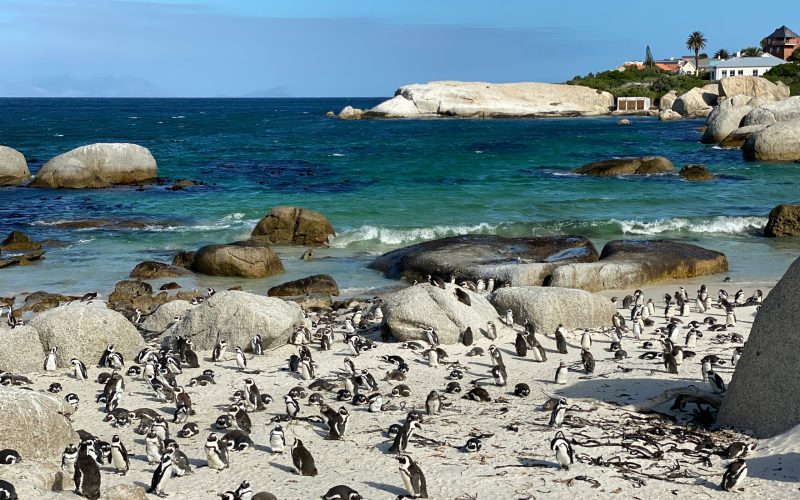 Pinguïnkolonie in Boulders Beach, omgeving Kaapstad, Zuid-Afrika