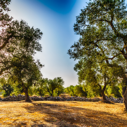 Tips Puglia